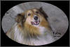 Toby 1990-2002 (click to enlarge)